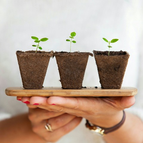 PLANT