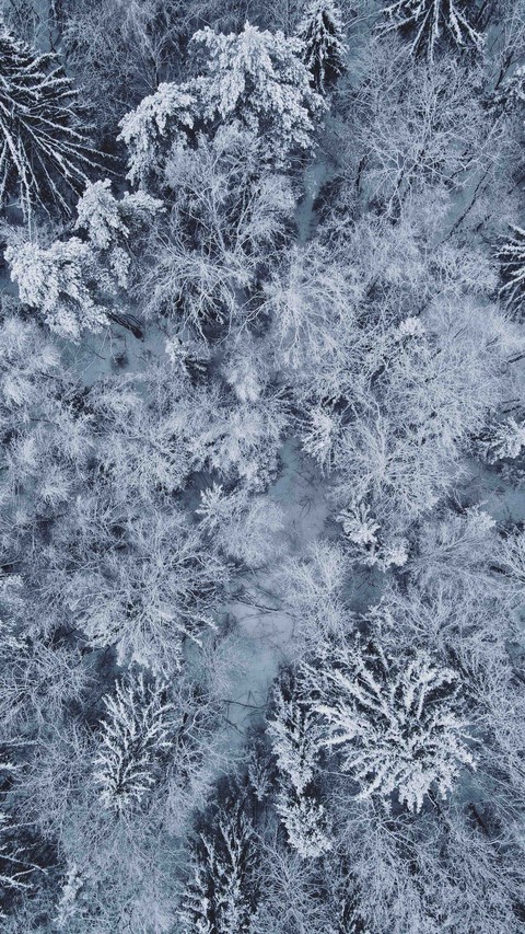 snow laces...