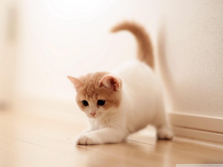 Kitten