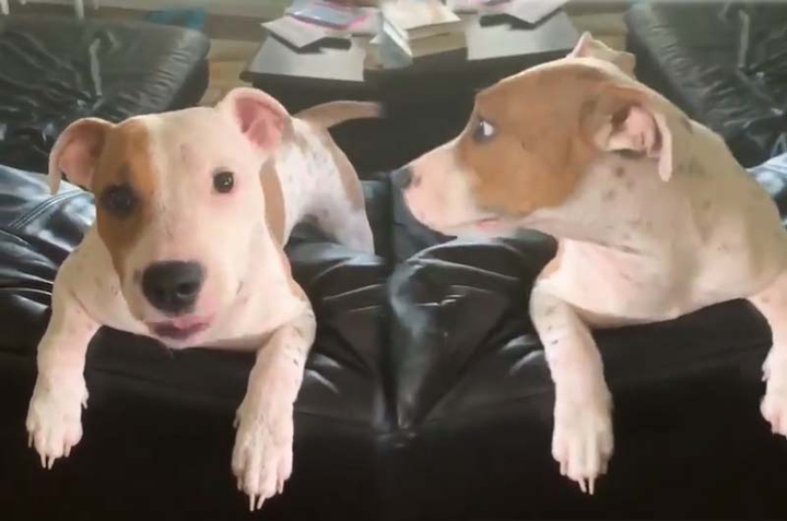 cachorros