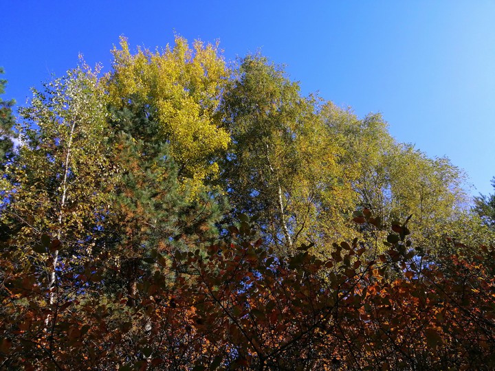 trees