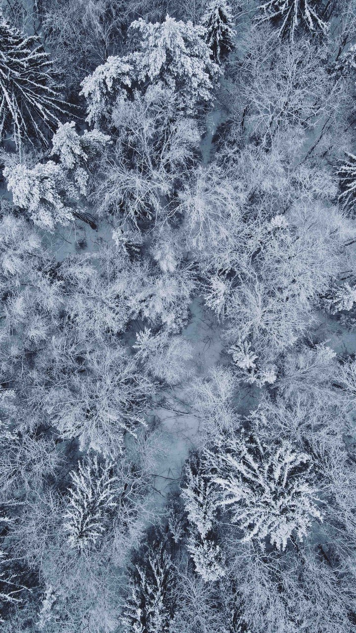 snow laces...