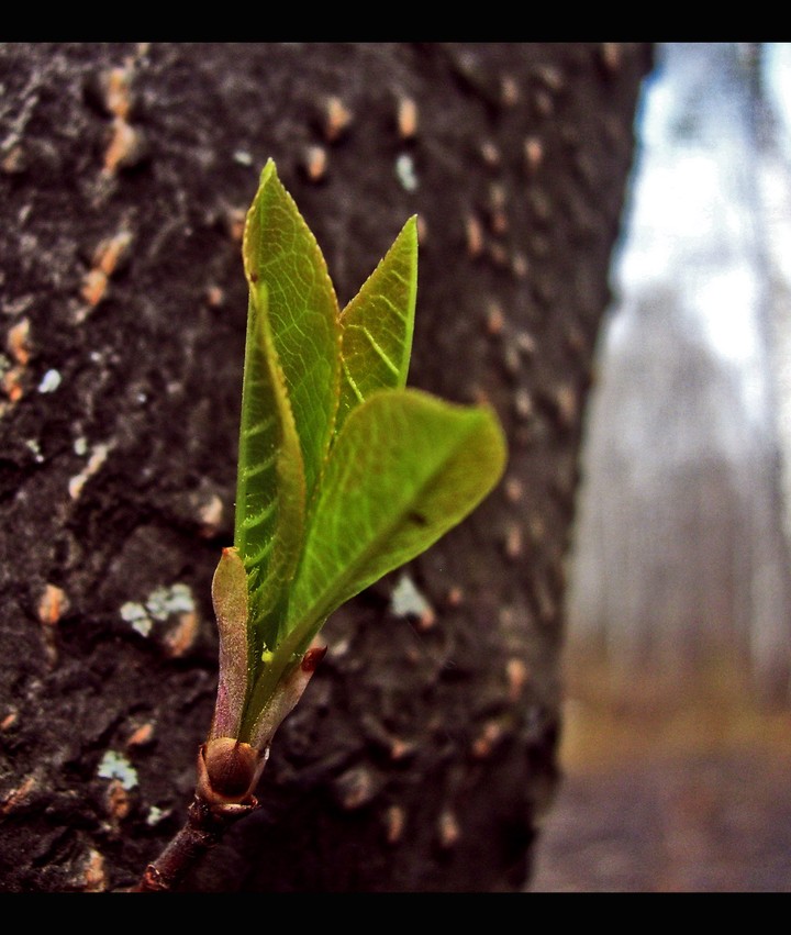 leaf
