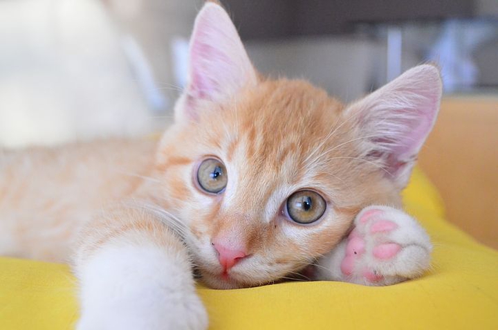 Why are you so cute?