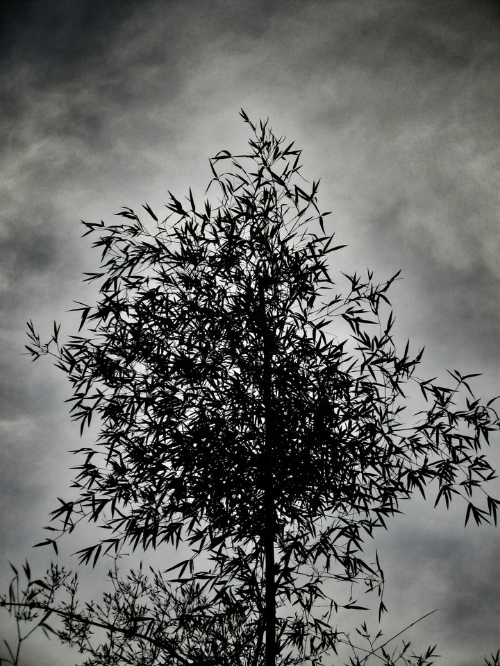 monochrome