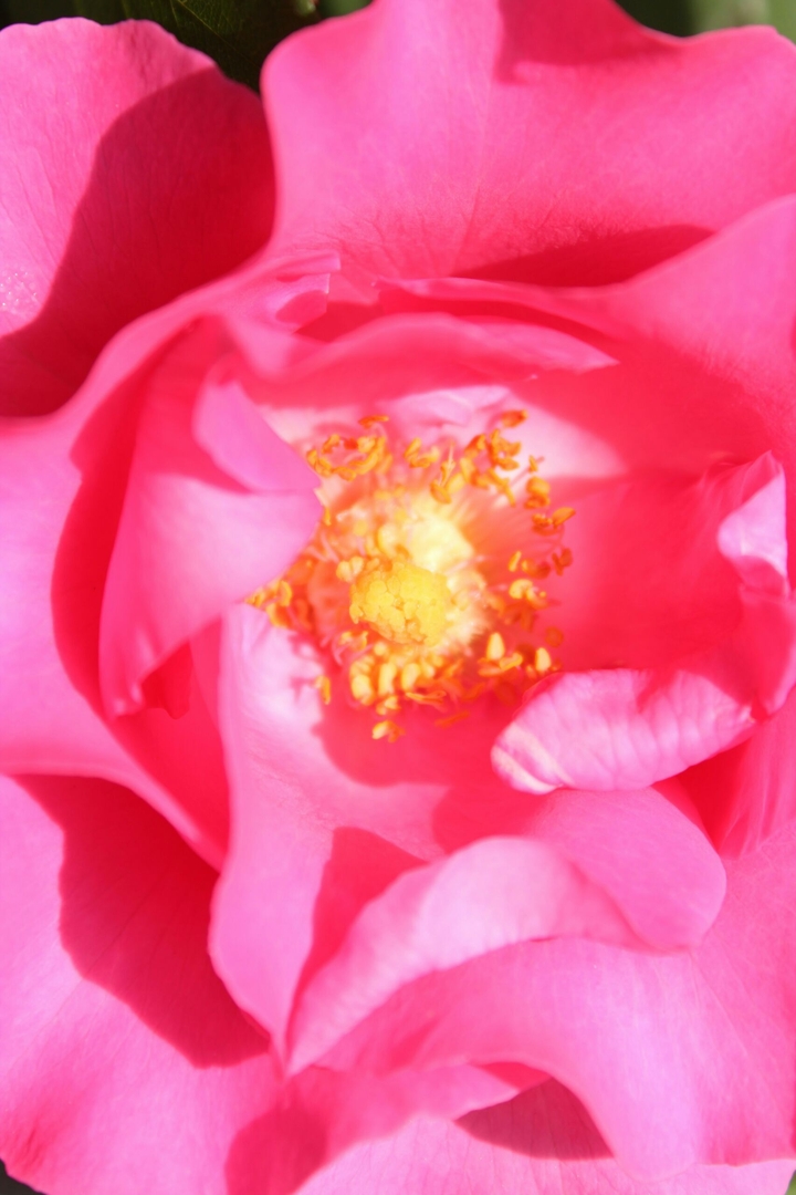 Pink Rose