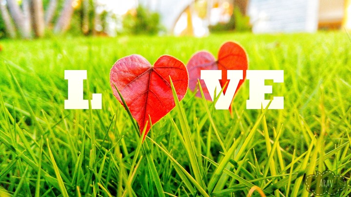 Love and Love only