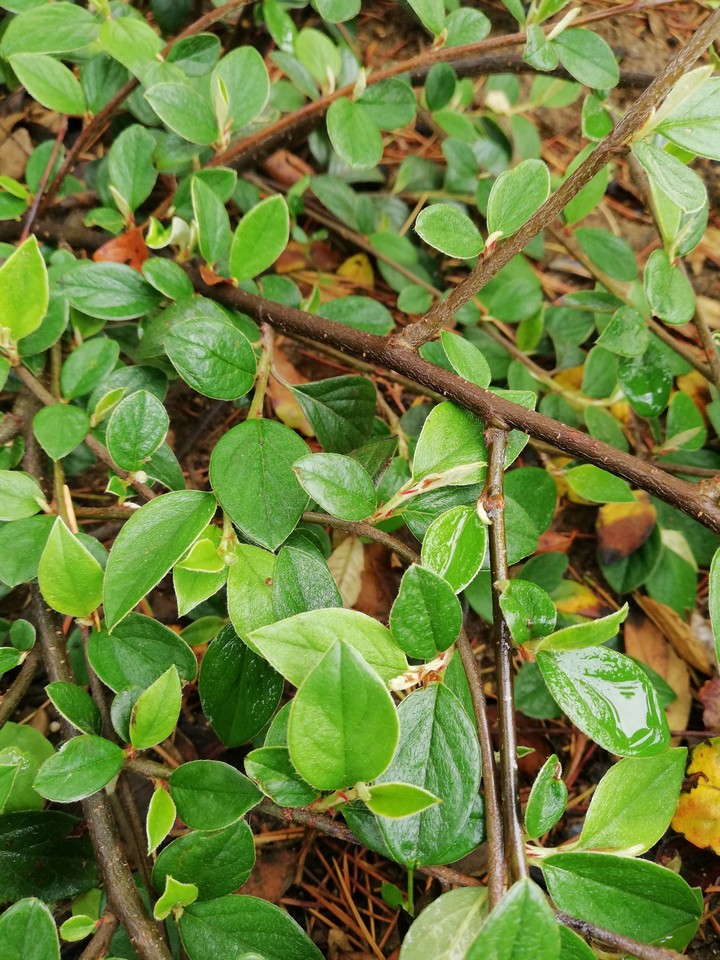 green2