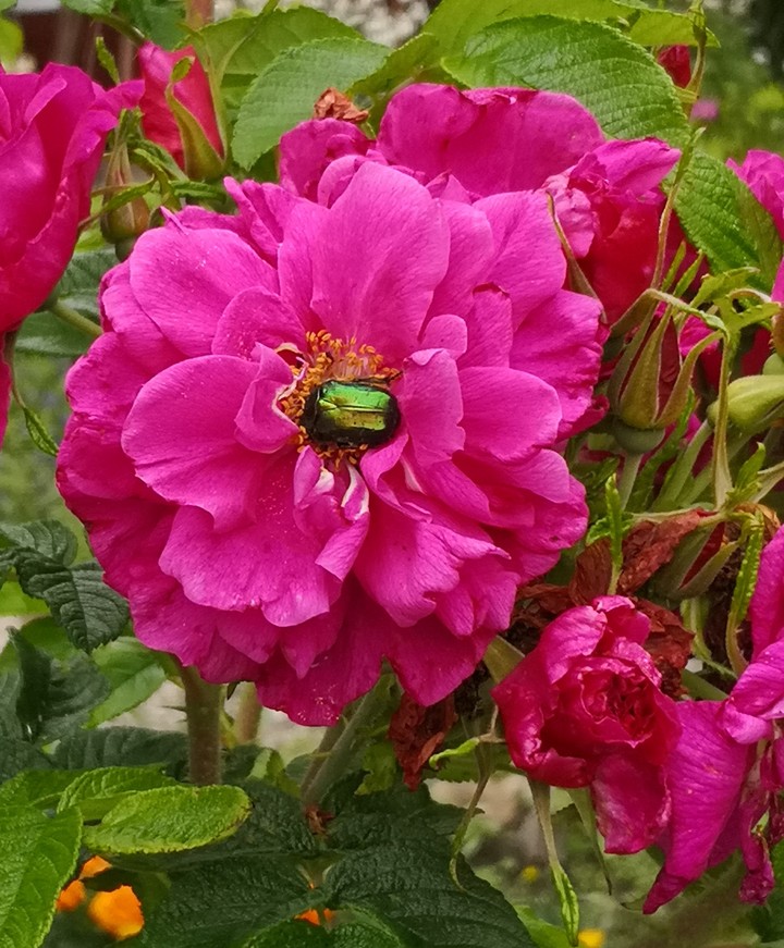 Rosenkäfer in einer Rosenblüte