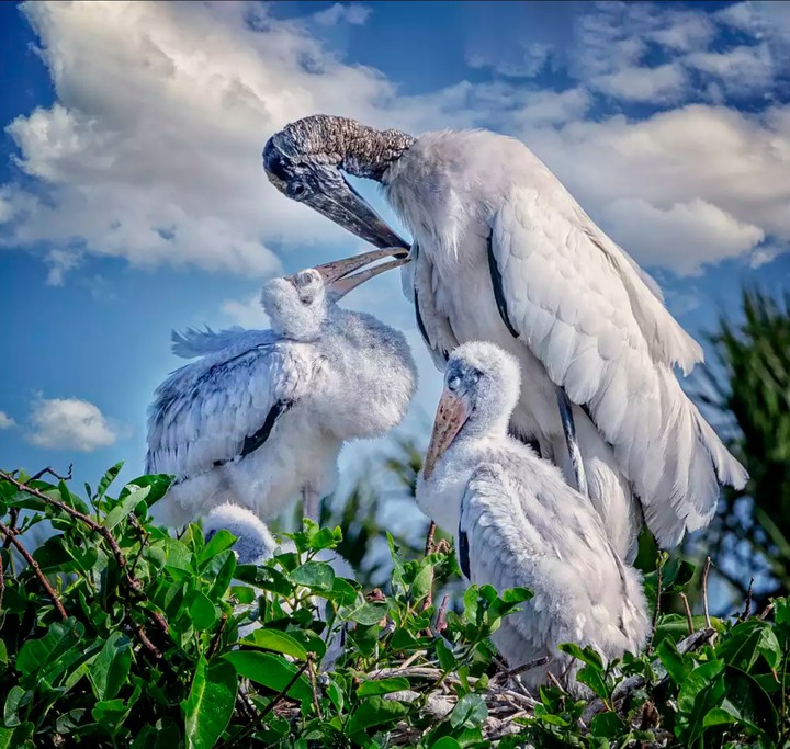 Marabou stork