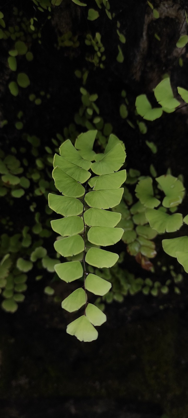 leaves