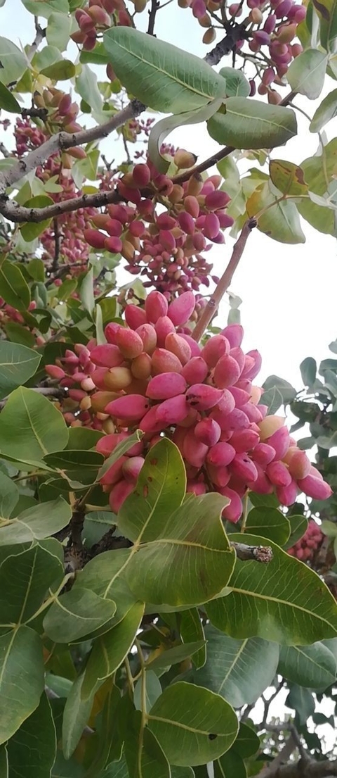tapety cashews, produce