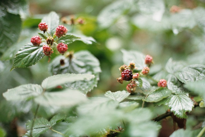 Berry