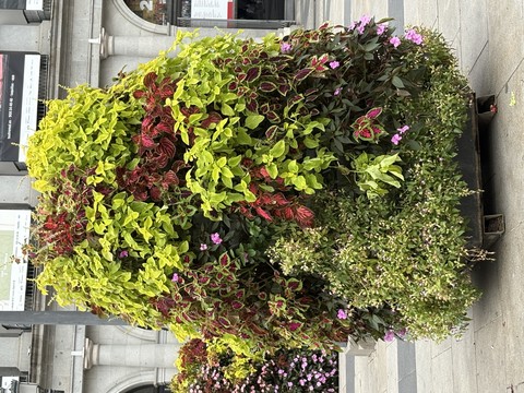 Flores - Madrid