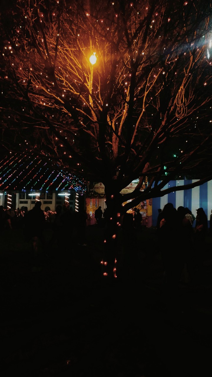 lights on a tree