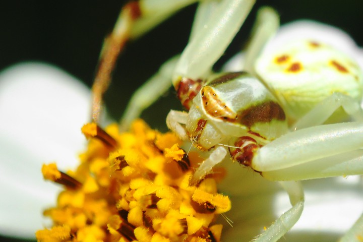 araña cangrejo