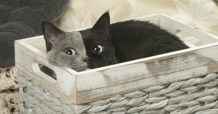 Two face cat