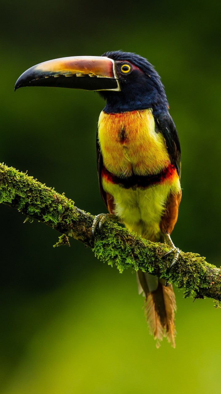 bird cute
