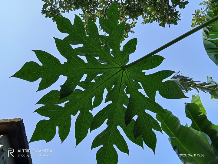 “Papaya Leaf Matches the Sky”