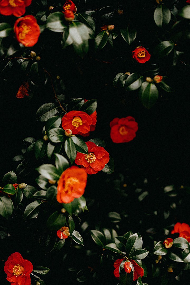 Camellia