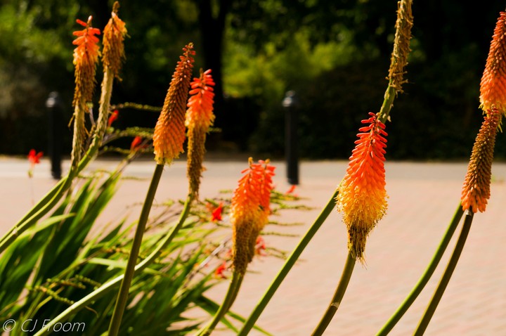 Red hot pokers