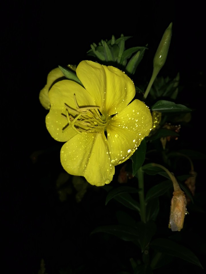 Fluorescent night
