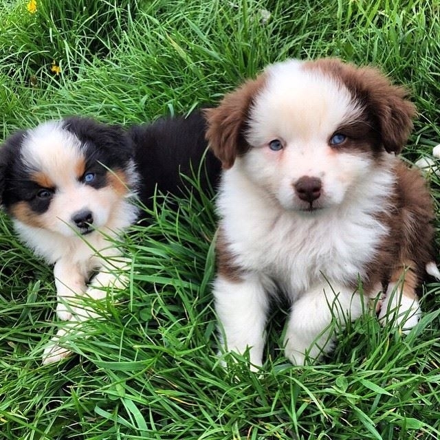 dogs