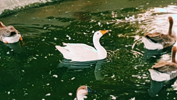 nature