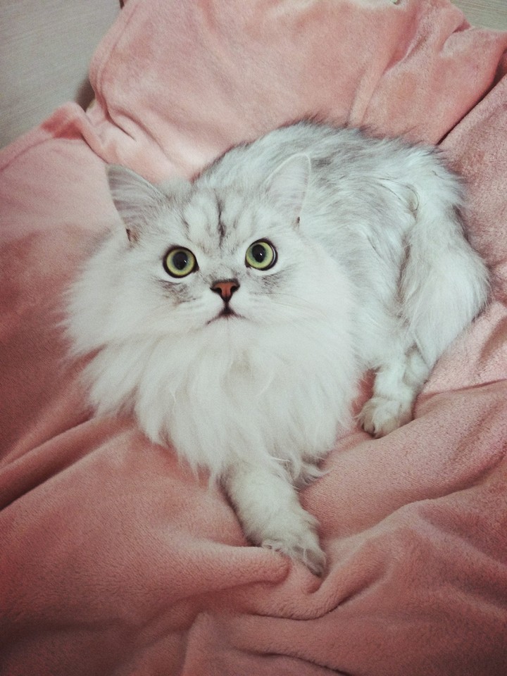 lovely kitty ))))