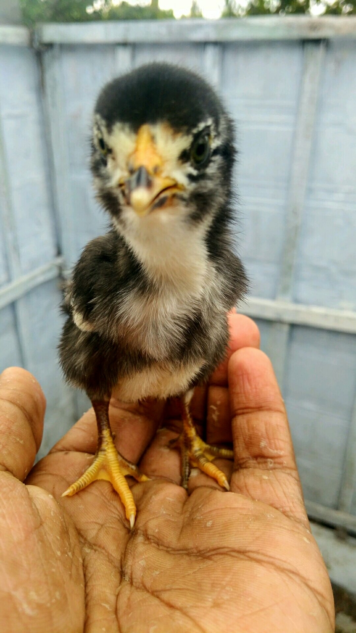 #chick
