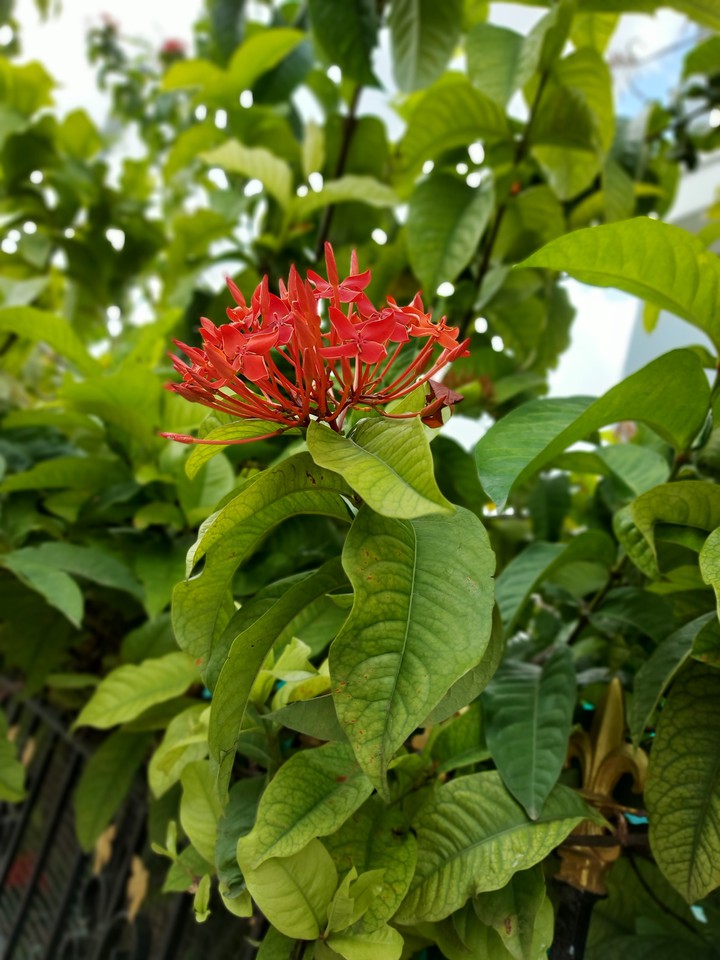 natural#ashok