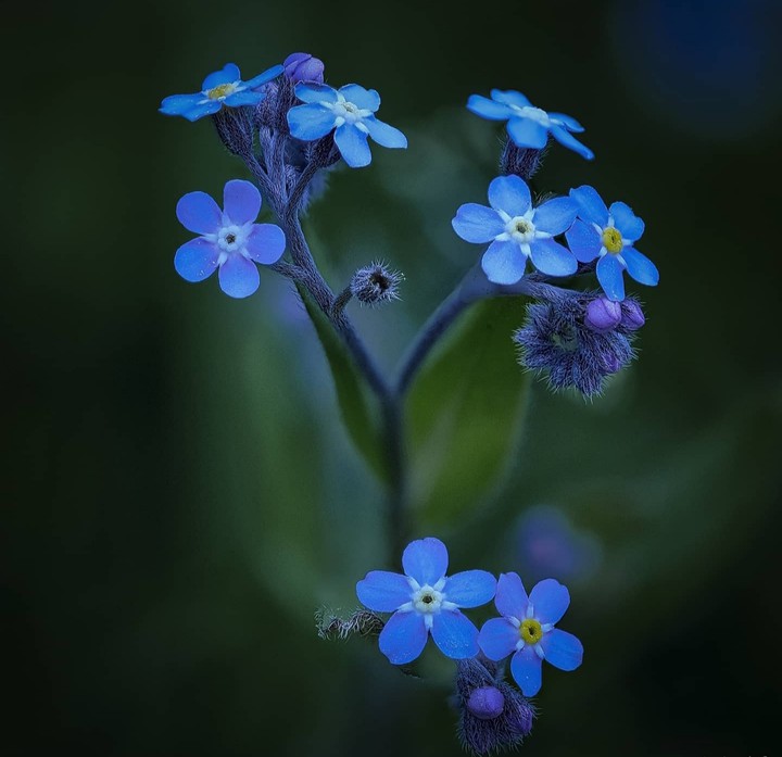 ♡ Forgetmenots ♡
