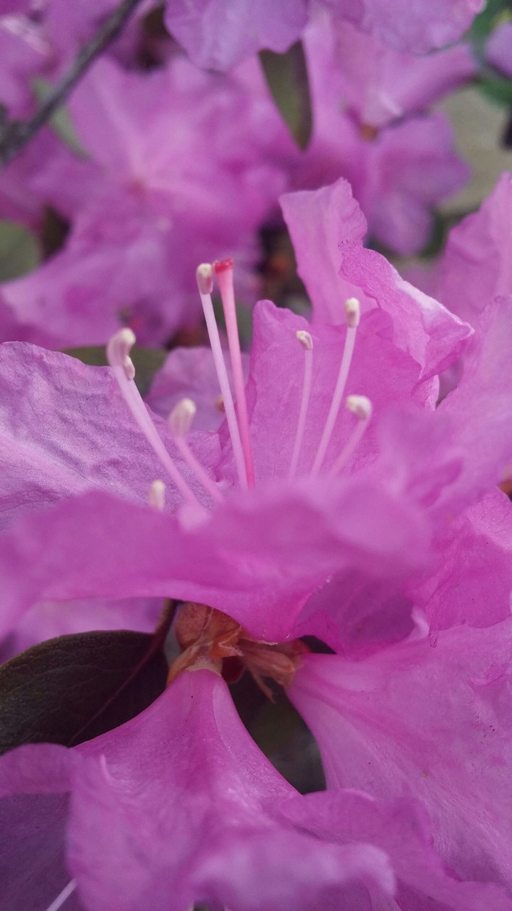 purple flower