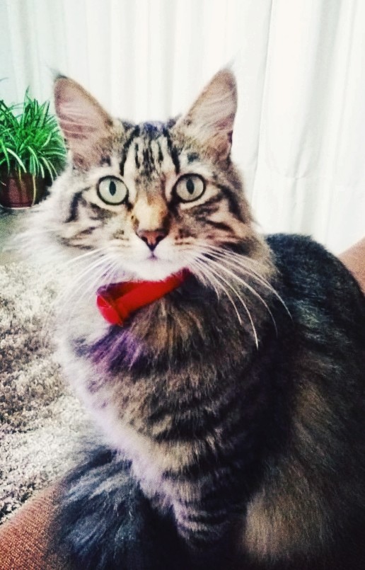 cat
