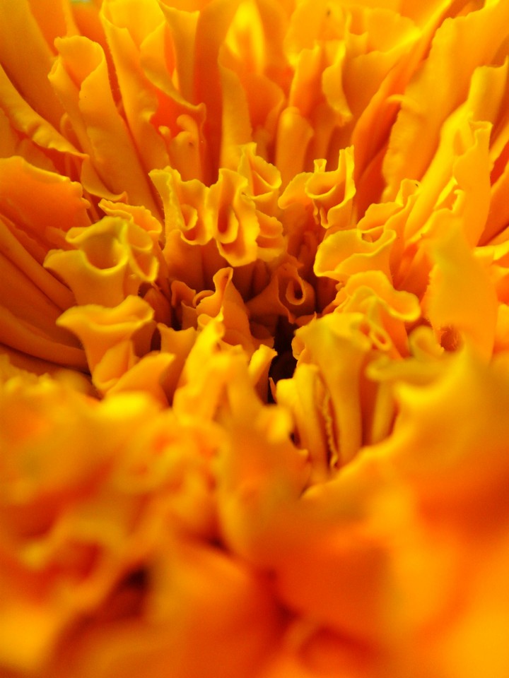 Marigold
