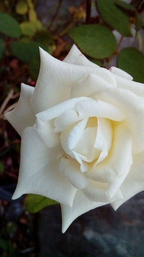 white rose