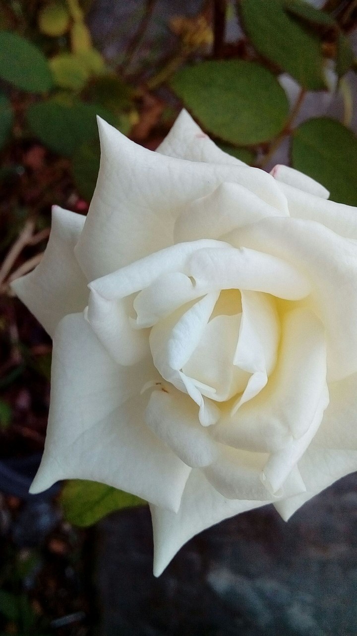 white rose