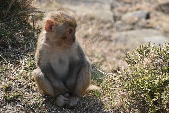 innocent baby macaque