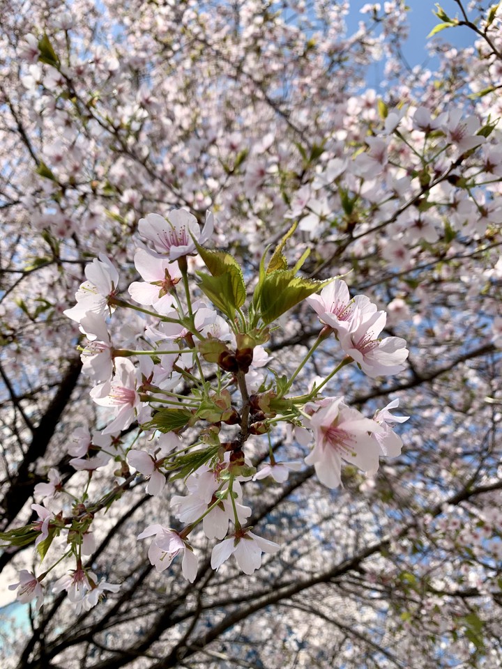 Cherry Blossom
