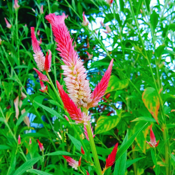 flower
