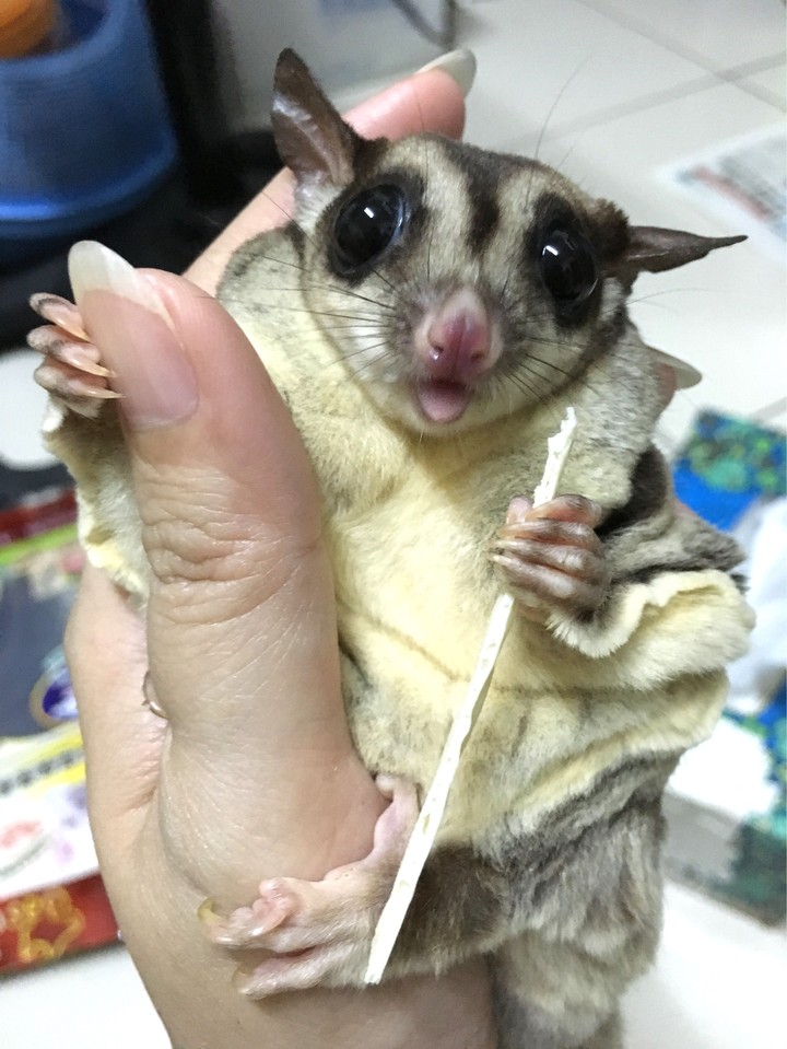 sugar glider 蜜袋鼯