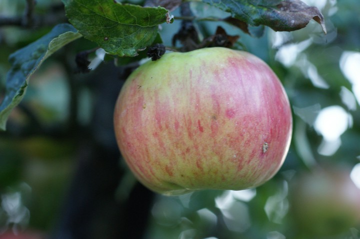 Apple on the tree