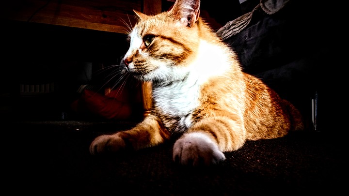 Cat