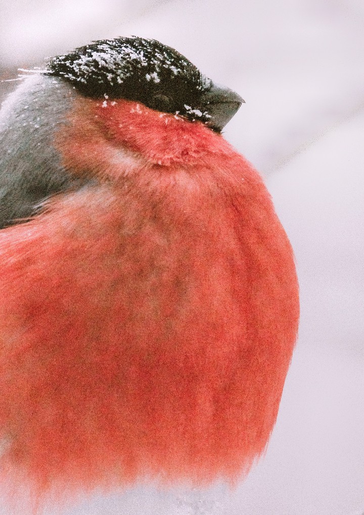 Red winter