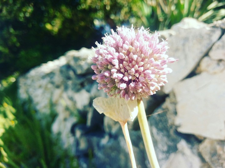 Onion flower 2