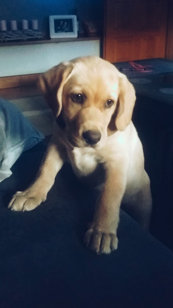 Doggo