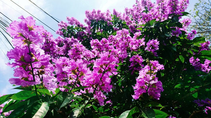 summer flower