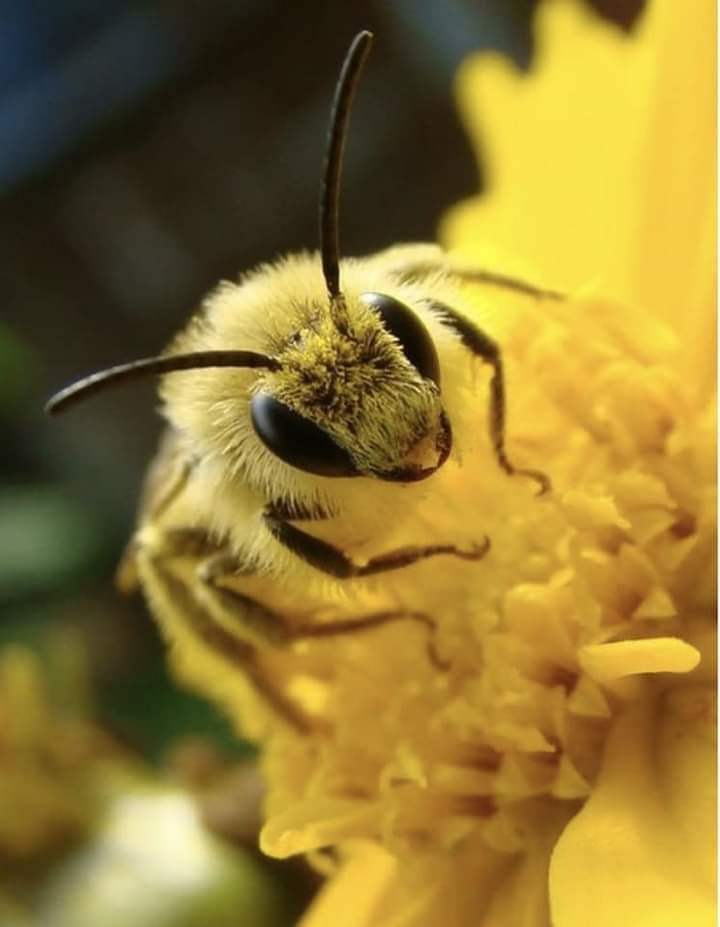 vida
