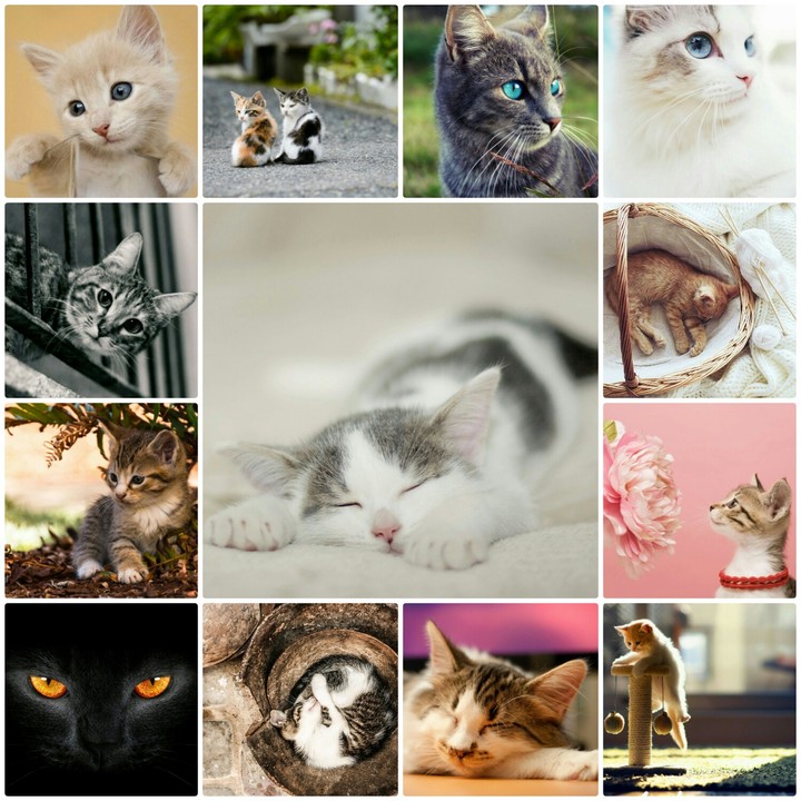 Kats