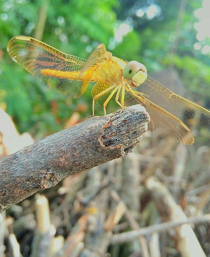 ইচ্ছে ফড়িং